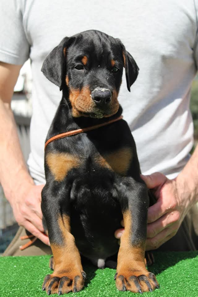 Cuccioli Dobermann Val di Vetro