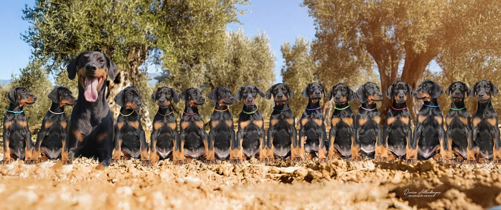 Dobermann Val di Vetro — allevamento in Toscana