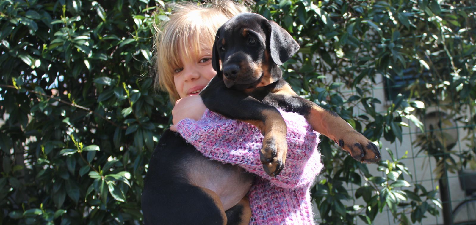 Dobermann da famiglia Val di Vetro