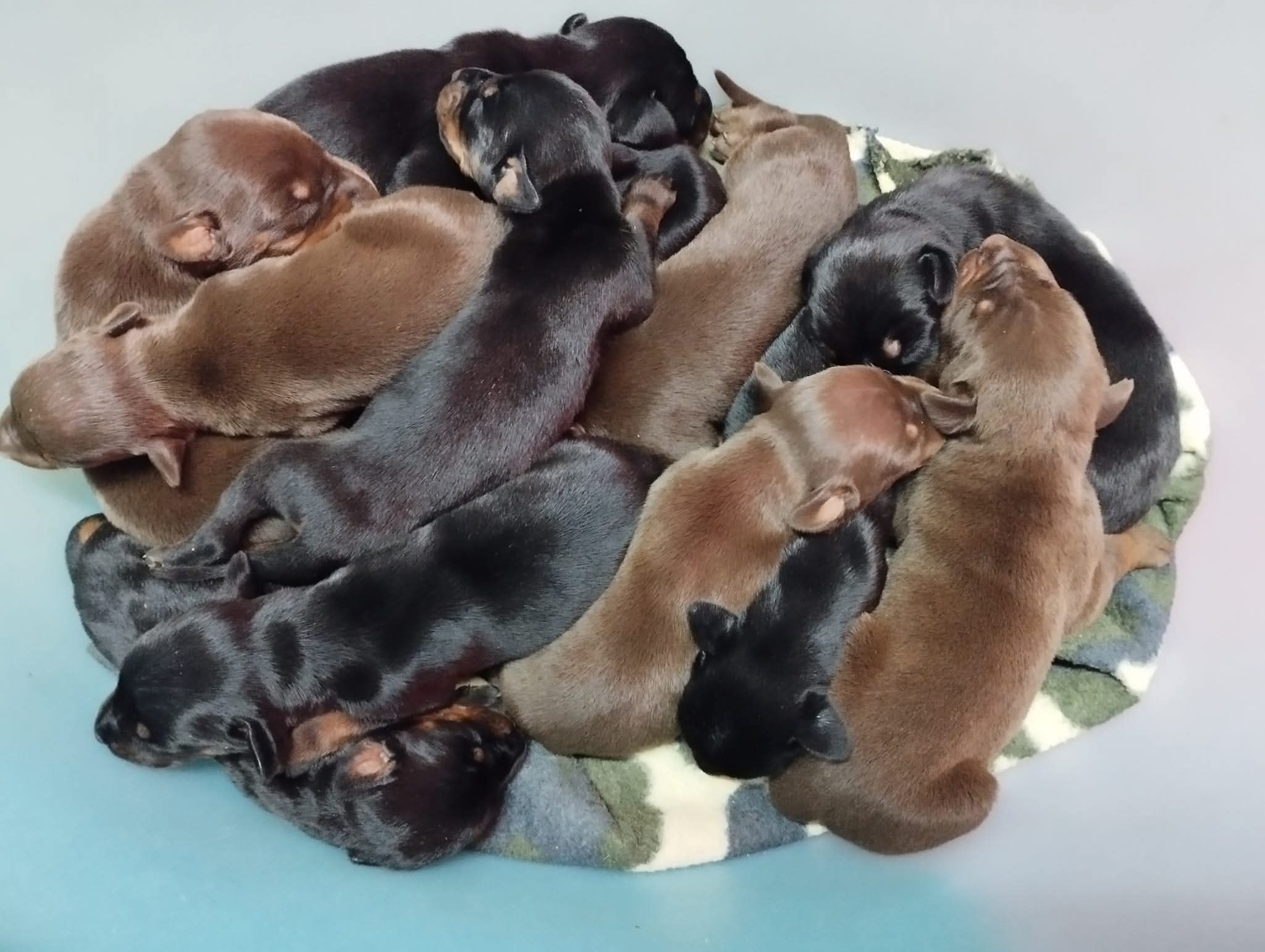 Dobermann Val di Vetro