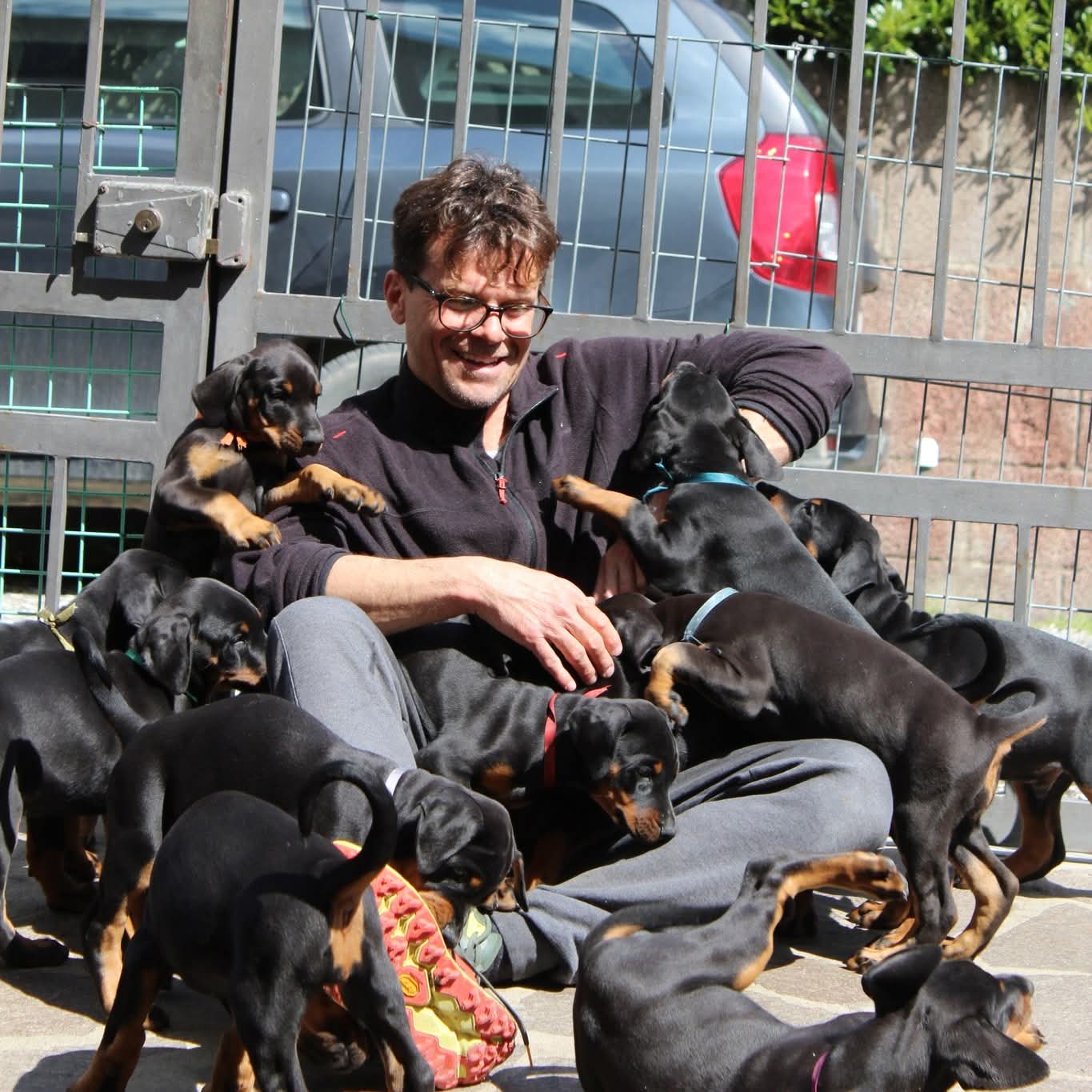 Dobermann Val di Vetro — salute e standard di razza